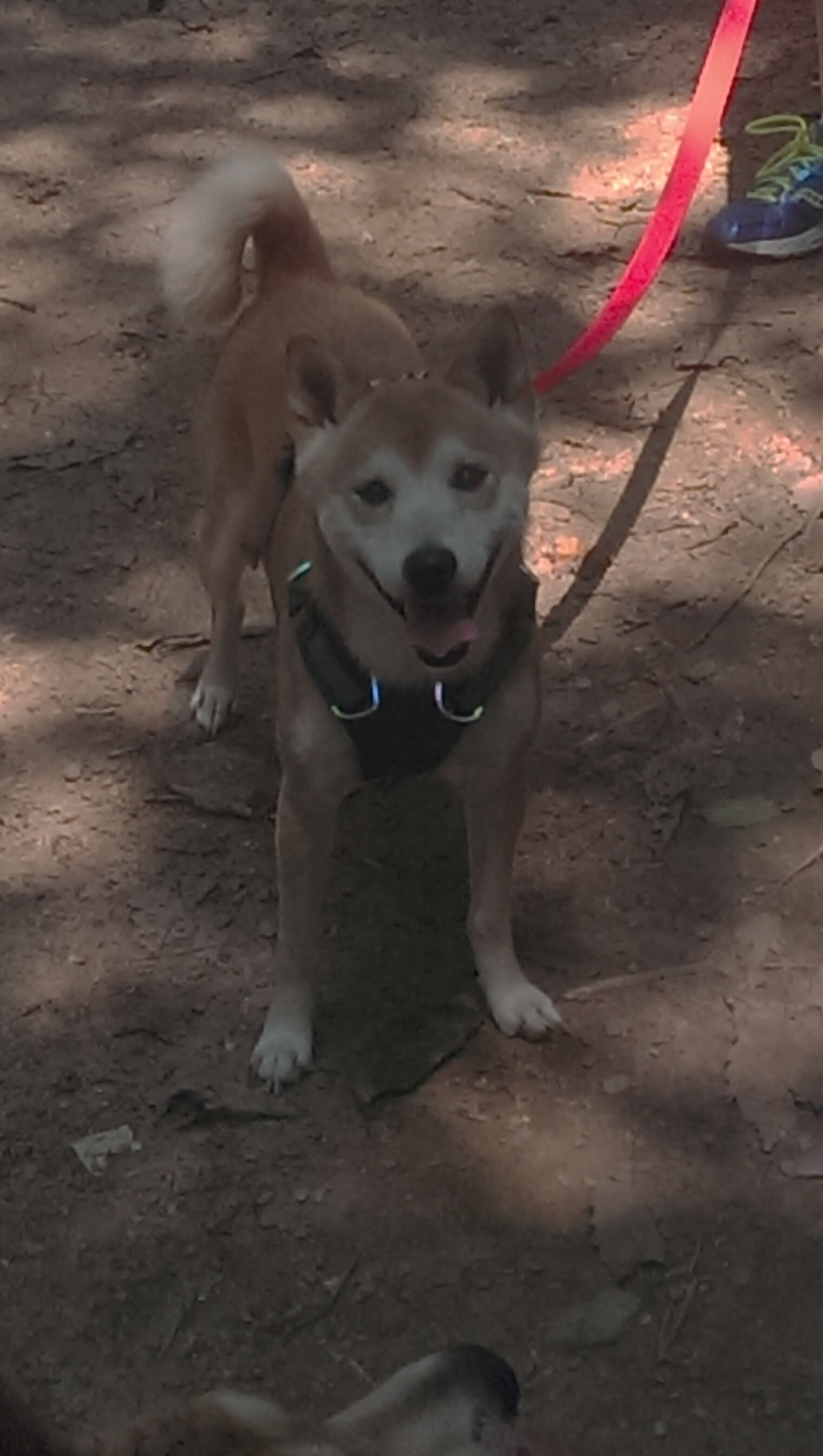 双城记，三狮铁闸的绝命头槌，与德州菜鸟的临危受命